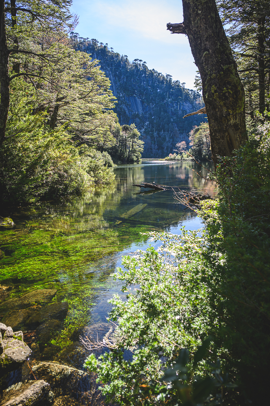Rio de montana rodeado de vegetacion